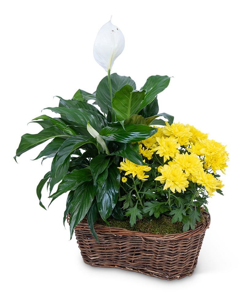 double-plant-basket-201