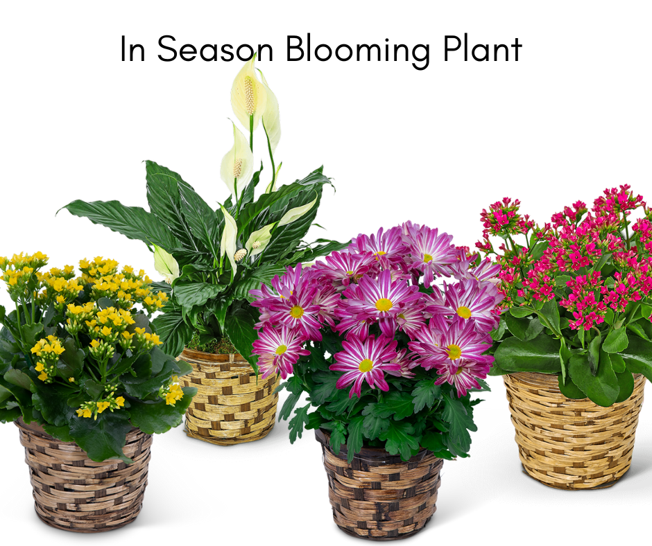 in-season-blooming-plant-198