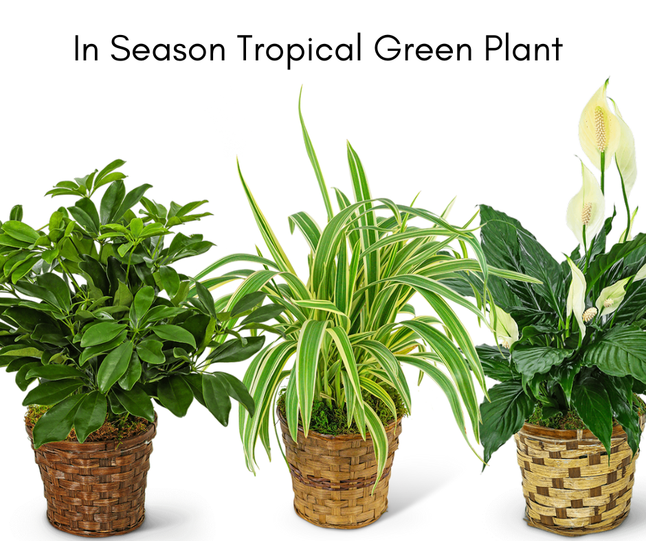 in-season-tropical-green-plant-199